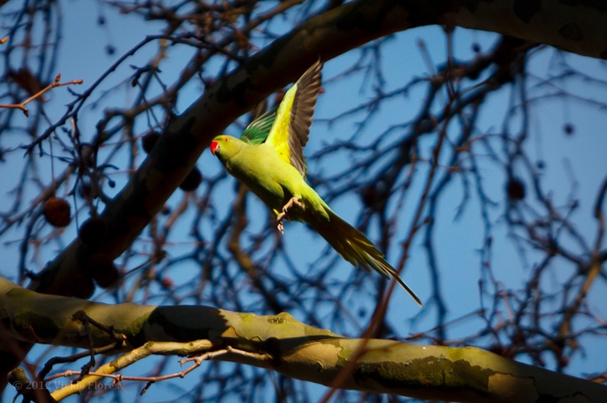 Parakeet