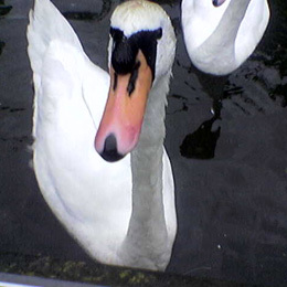 Hello-swan.jpg