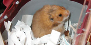 Thrilling Hamster Rescue!