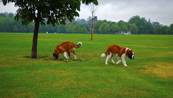 dogsinpark.jpg