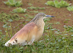 0506_squacco_heron.jpg