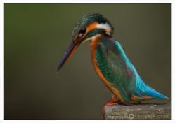 kingfisher.jpg