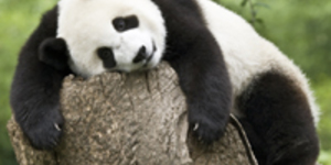 Last Chance To See: Endangered Wildlife Exposed
