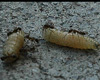 maggots.jpg