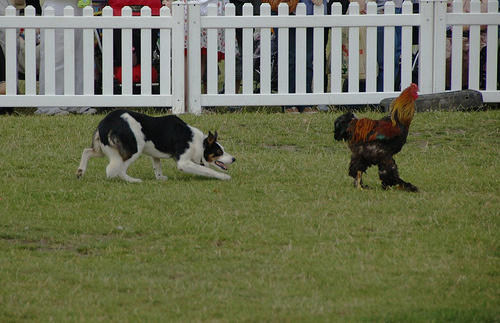 9687_herding-raindog.jpg