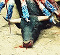 Bull