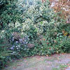 2209.bush-thumb.jpg