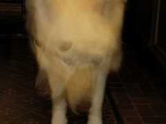 Ghost dog