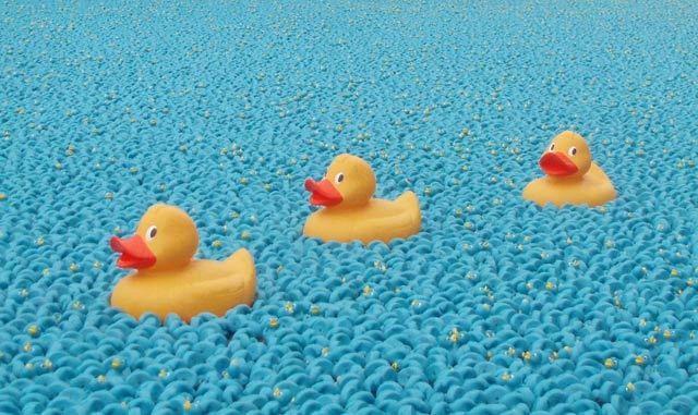 10003_duck1.jpg