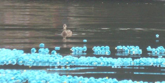 10003_duck8.jpg