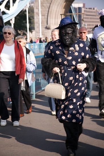 10311_gorilla_13.jpg