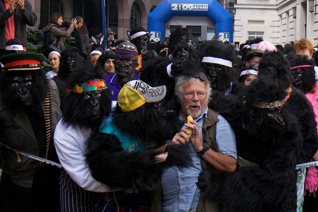 10311_gorilla_14.jpg