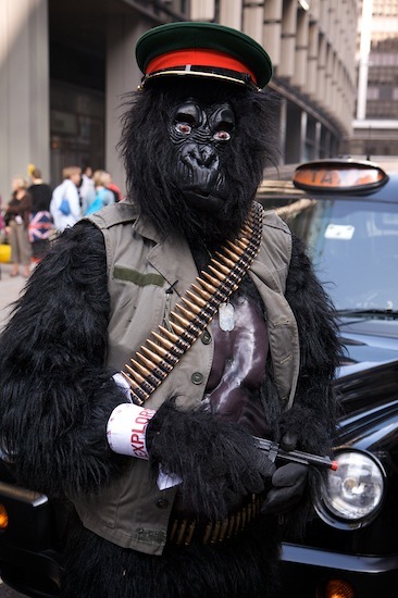 10311_gorilla_6.jpg
