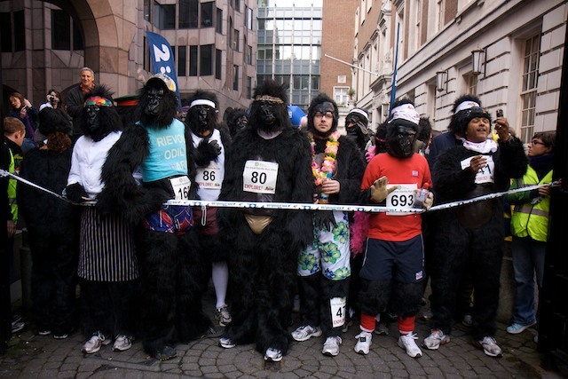 10311_gorilla_8.jpg