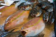 0210.fish.jpg