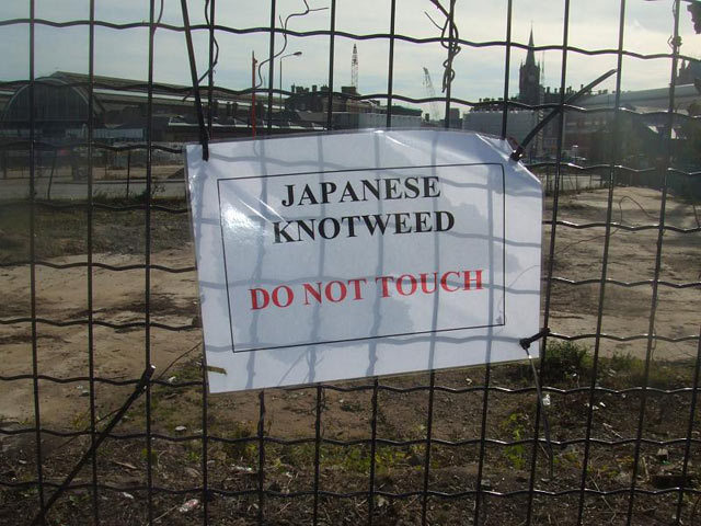 japaneseknotweed.jpg