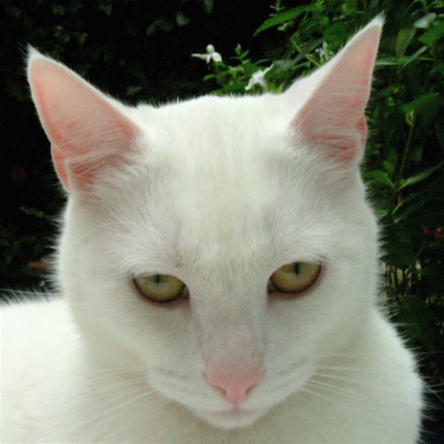 11118_olliechan.jpg