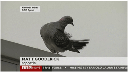 bbcpigeon.gif