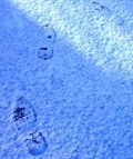 Snowprints_9Jan09.jpg
