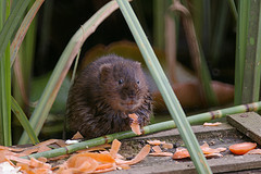 1702.vole.jpg