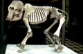 dwarfelephant.jpg