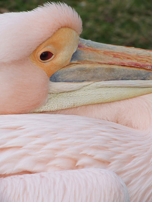 pelicanmar09.jpg