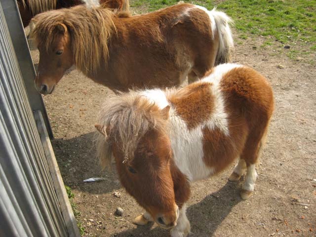 Preposterously cute little horses on the banks of the River Lea. 