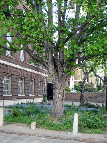 12465_bt_garden4.jpg