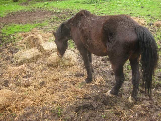 Like last time, we got our fix of small horses. 