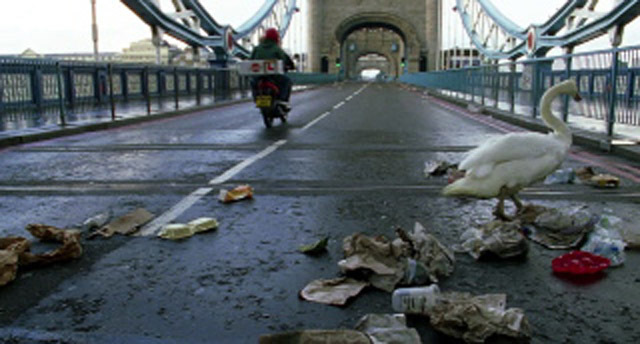 The first swan to get an Asbo for littering. 