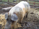 0705_pig.jpg
