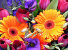 1605.flower.jpg