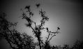 2405.crow.jpg