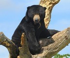 bear120509.jpg