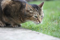 tabby_cat.jpg