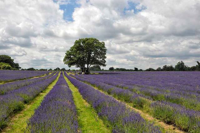 Natureist Mayfield Lavender Farm Londonist