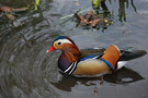 1407_duck.jpg