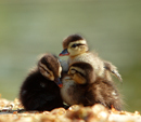 ickleducklings.jpg