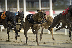 greyhounds