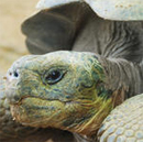 tortoisehhead.jpg