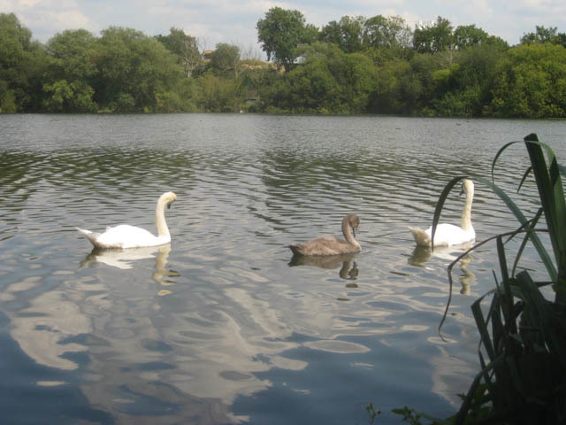 The middle stretch of the walk is along a tight isthmus, bounded by lakes on both sides and the canal. Swans are plentiful. 