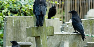 Nature-ist: Brompton Cemetery