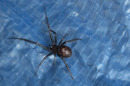 falsewidow23Sep09.jpg