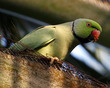 0510_parakeet.jpg