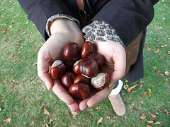 conkers