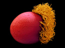 wellcomeseedthing.jpg