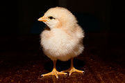 1011_chick.jpg