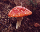 toadstool.jpg