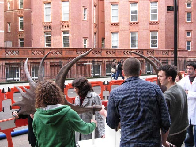 Negotiating road works outside the Cruciform Building. (C) UCL, Grant Museum of Zoology. 