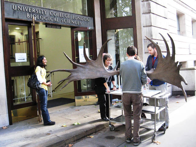 Elkie arrives back at the Grant Museum after a period of conservation. (C) UCL, Grant Museum of Zoology. 